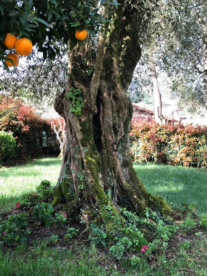 Farm stay The Olive Tree Country